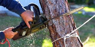 Best Arborist Consultation Services  in Wailea, HI