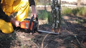 How Our Tree Care Process Works  in  Wailea, HI