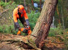 Best Hazardous Tree Removal  in Wailea, HI