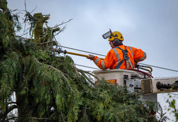 Best Root Management and Removal  in Wailea, HI