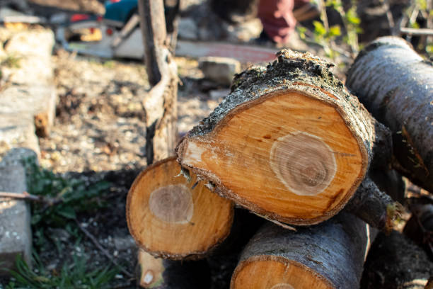 Best Firewood Processing and Delivery  in Wailea, HI