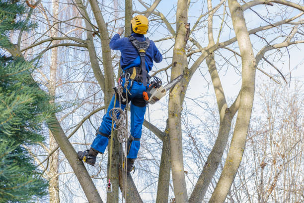 Best Tree Disease Treatment  in Wailea, HI