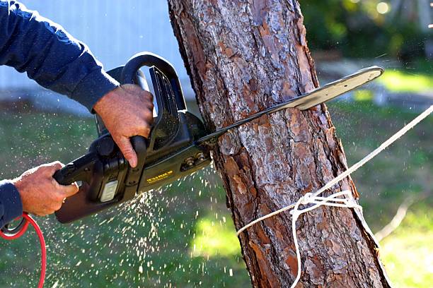 Best Commercial Tree Services  in Wailea, HI