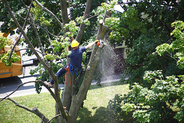 Best Stump Grinding and Removal  in Wailea, HI