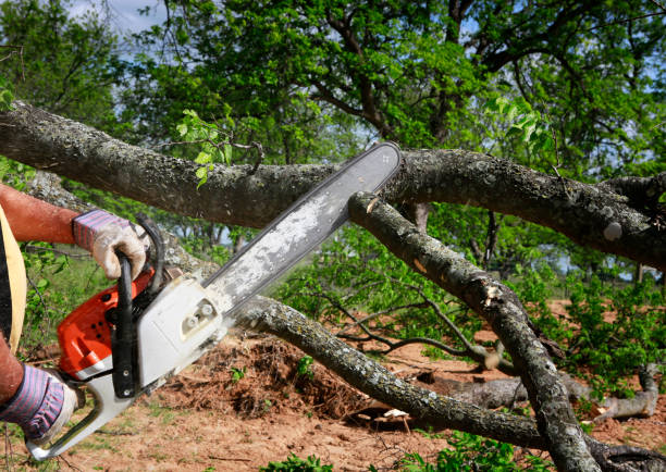 Professional Tree Removal Services in Wailea, HI